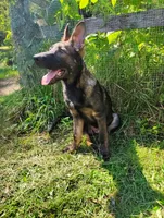 Monokuma , a male German Shepherd Dog for sale in Beaver Falls, PA – 1 of 5