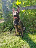 Monokuma , a male German Shepherd Dog for sale in Beaver Falls, PA – 5 of 5
