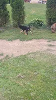 Kinley, a female German Shepherd Dog for sale in Beaver Falls, PA – 3 of 3
