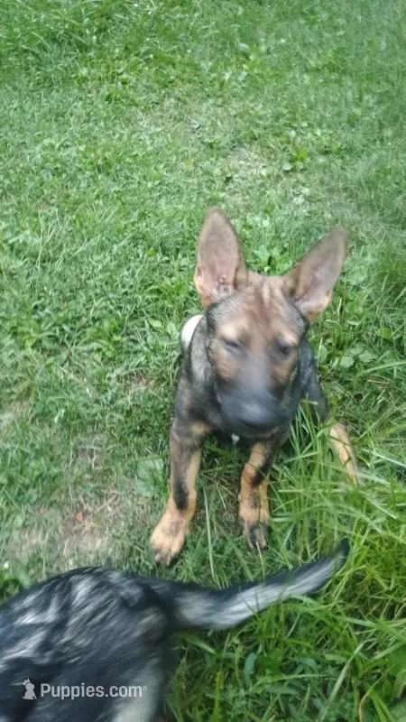 Tekno – German Shepherd Dog puppy for sale in Beaver Falls, PA