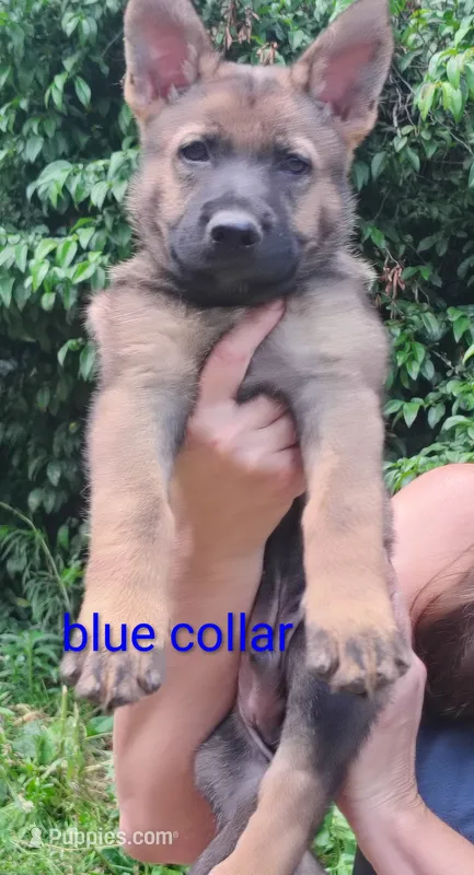 Tekno – German Shepherd Dog puppy for sale in Beaver Falls, PA