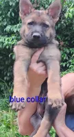 Tekno, a male German Shepherd Dog for sale in Beaver Falls, PA – 2 of 3