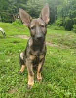Techno blade, a male German Shepherd Dog for sale in Beaver Falls, PA – 5 of 6