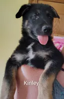 Kinley, a female German Shepherd Dog for sale in Beaver Falls, PA – 2 of 3