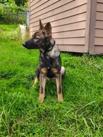 Winnie , a male German Shepherd Dog for sale in Beaver Falls, PA – 3 of 4