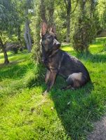 Monokuma , a male German Shepherd Dog for sale in Beaver Falls, PA – 2 of 5