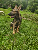 Techno blade, a male German Shepherd Dog for sale in Beaver Falls, PA – 6 of 6