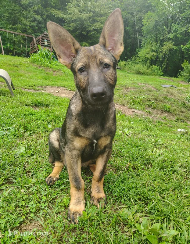 Techno blade – German Shepherd Dog puppy for sale in Beaver Falls, PA