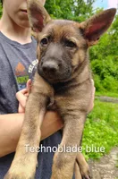 Tekno, a male German Shepherd Dog for sale in Beaver Falls, PA – 3 of 3