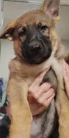Godzilla , a male German Shepherd Dog for sale in Beaver Falls, PA – 3 of 4