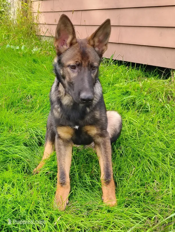 Winnie  – German Shepherd Dog puppy for sale in Beaver Falls, PA
