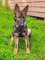 Winnie , a male German Shepherd Dog for sale in Beaver Falls, PA – 1 of 4