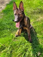 Monokuma , a male German Shepherd Dog for sale in Beaver Falls, PA – 4 of 5