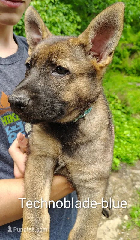 Tekno – German Shepherd Dog puppy for sale in Beaver Falls, PA