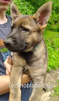 Tekno, a male German Shepherd Dog for sale in Beaver Falls, PA – 1 of 3