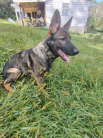 Winnie , a male German Shepherd Dog for sale in Beaver Falls, PA – 4 of 4