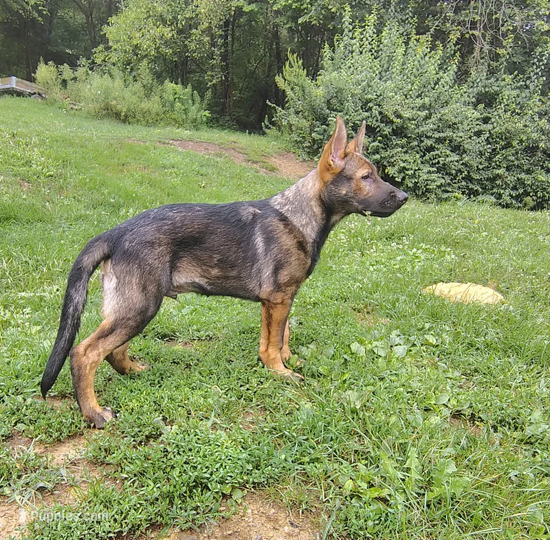 Techno blade – German Shepherd Dog puppy for sale in Beaver Falls, PA