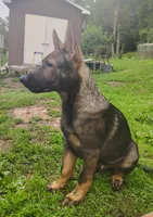Techno blade, a male German Shepherd Dog for sale in Beaver Falls, PA – 4 of 6