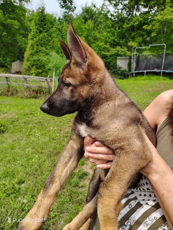 Himiko – German Shepherd Dog puppy for sale in Beaver Falls, PA