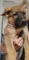 Godzilla , a male German Shepherd Dog for sale in Beaver Falls, PA – 2 of 4