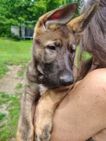 Himiko, a male German Shepherd Dog for sale in Beaver Falls, PA – 2 of 3