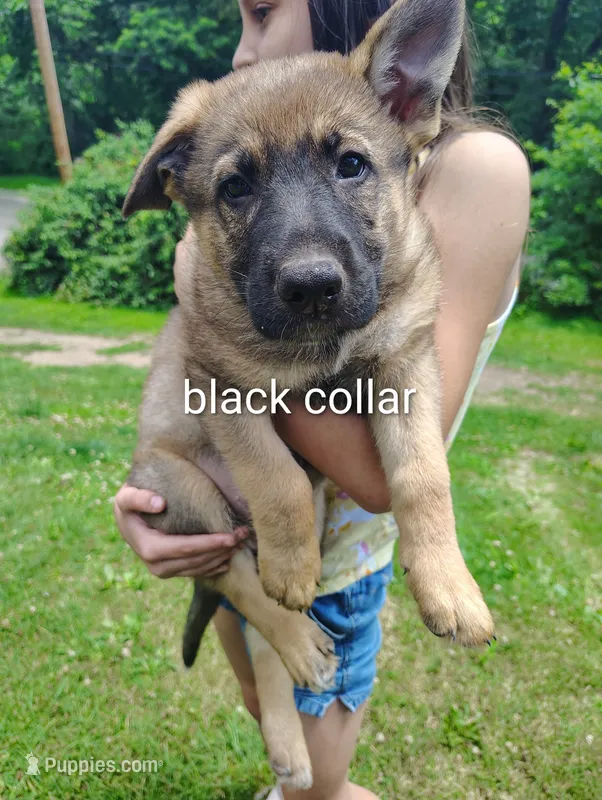 Godzilla  – German Shepherd Dog puppy for sale in Beaver Falls, PA