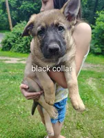Godzilla , a male German Shepherd Dog for sale in Beaver Falls, PA – 1 of 4