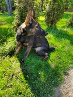 Monokuma , a male German Shepherd Dog for sale in Beaver Falls, PA – 3 of 5