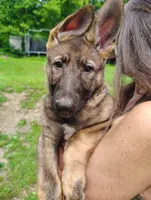 Himiko, a male German Shepherd Dog for sale in Beaver Falls, PA – 3 of 3