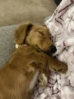 Waylon, a male Miniature Dachshund for sale in Prospect, PA – Photo 3 of 3