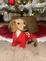 Waylon, a male Miniature Dachshund for sale in Prospect, PA – Photo 2 of 3