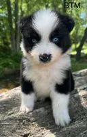 Blue eyes, a female Australian Shepherd for sale in Copperhill, TN – 5 of 9