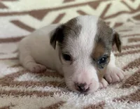 Bluey, a female Jack Russell Terrier for sale in Copperhill, TN – 1 of 8