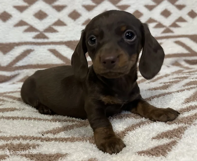 Cutie – Miniature Dachshund puppy for sale in Copperhill, TN