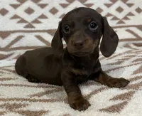Cutie, a female Miniature Dachshund for sale in Copperhill, TN – 1 of 9