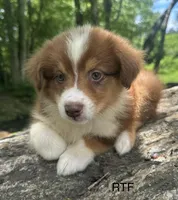 AKC Girl, a female Australian Shepherd for sale in Copperhill, TN – 5 of 8