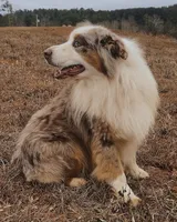 Handsome , a male Australian Shepherd for sale in Copperhill, TN – 7 of 9