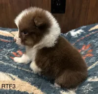 Sweetie , a female Australian Shepherd for sale in Copperhill, TN – 6 of 9