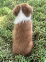AKC Girl, a male Australian Shepherd for sale in Copperhill, TN – 5 of 8