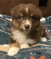 AKC Boy, a male Australian Shepherd for sale in Copperhill, TN – 3 of 8