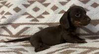 Cutie, a female Miniature Dachshund for sale in Copperhill, TN – 6 of 9