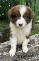 AKC Pretty Boy, a male Australian Shepherd for sale in Copperhill, TN – 2 of 7