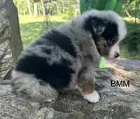Handsome , a female Australian Shepherd for sale in Copperhill, TN – 2 of 8