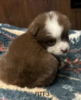 Sweetie , a female Australian Shepherd for sale in Copperhill, TN – 2 of 9