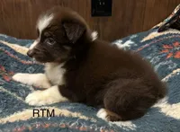 Handsome Boy, a male Australian Shepherd for sale in Copperhill, TN – 5 of 9