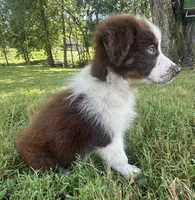 AKC Girlie, a male Australian Shepherd for sale in Copperhill, TN – 4 of 8
