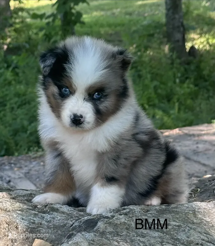 Handsome  – Australian Shepherd puppy for sale in Copperhill, TN