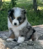 Handsome , a female Australian Shepherd for sale in Copperhill, TN – 1 of 8