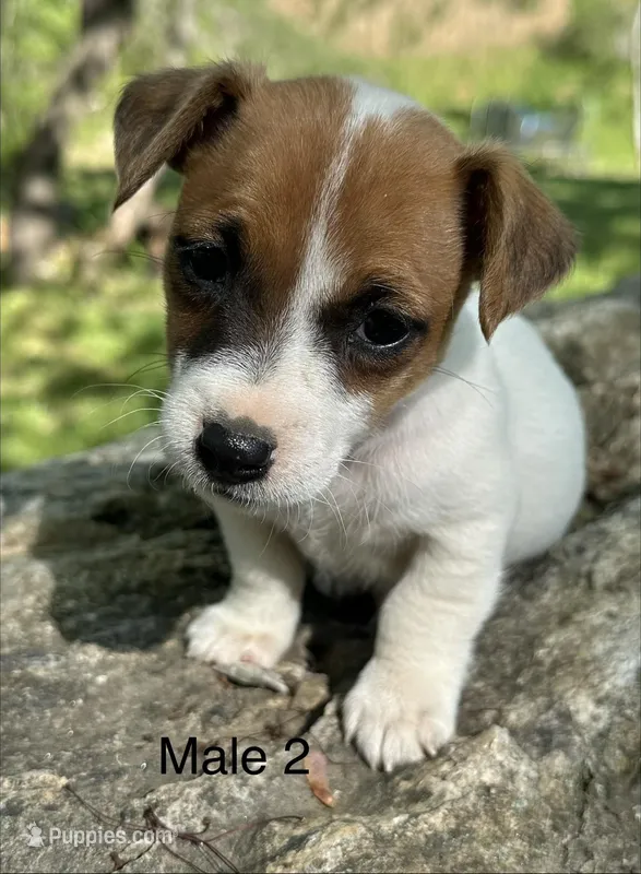 Bo – Jack Russell Terrier puppy for sale in Copperhill, TN