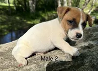 Bo, a male Jack Russell Terrier for sale in Copperhill, TN – Photo 2 of 7